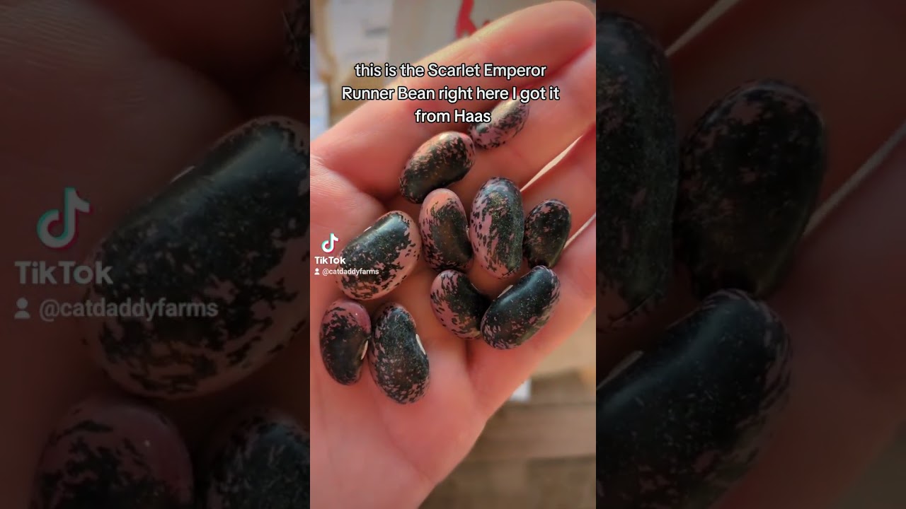 Scarlet Emperor Runner Beans