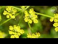 Dcouverte  le potager  la srie royaumont  1