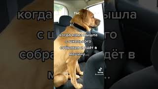 боюся🐕Вся ТряССсуусяяя))))🤣