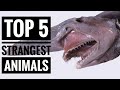Top 5 || Strangest animals in the world!