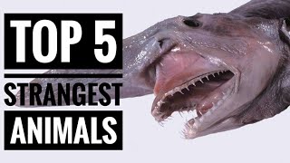 Top 5 || Strangest animals in the world!