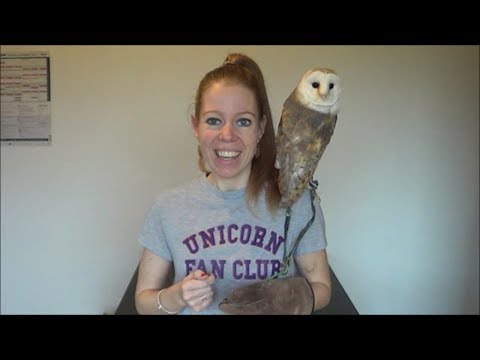 how-to-prevent-territorial-behaviour-in-your-owl