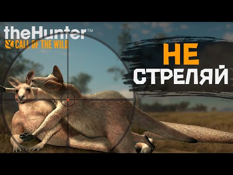 Видео: theHunter Call of the Wild - Кенгуру - ОЧЕНЬ СЛОЖНО