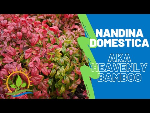 NANDINA DOMESTICA | "Heavenly Bamboo" | Plant Spotlight