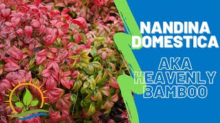 NANDINA DOMESTICA | Heavenly Bamboo | Plant Spotlight