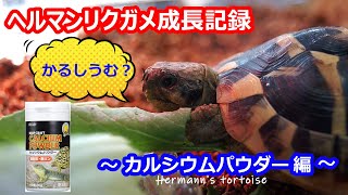 ヘルマンリクガメ飼育 カルシウムパウダー編