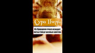 Сура Пчелы, аяты 68-69