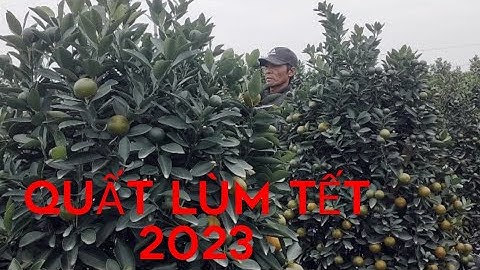 quất cảnh tết 2023 quất lùm, quất tháp