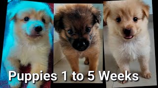 Puppy Growth - Week 1 to 5 | INDIAN SPITZ PUPPIES TRANSFORMATION | Looks like Pomeranian by JulieZious 31,922 views 4 years ago 4 minutes, 42 seconds