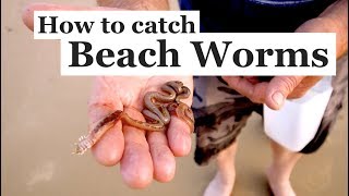 How to catch BEACH WORMS