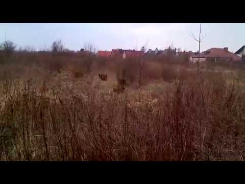 Hektor z dzikami