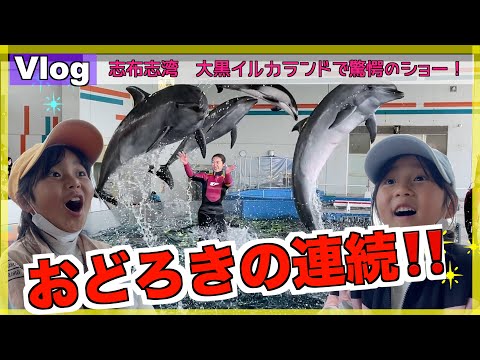 水面散歩😳！大迫力ジャンプ🤩！！　志布志湾大黒イルカランドのショーが驚きいっぱい大感激だった‼️