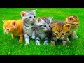Милые котята, маленькие кошки