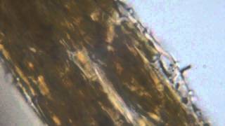 LP Microscope! Ep 1: Red tide pool algae