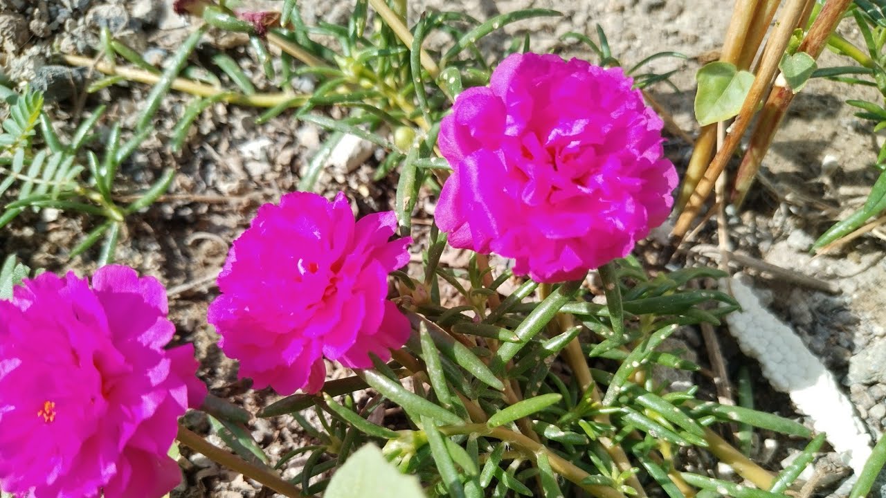 Flower music,,, YouTube