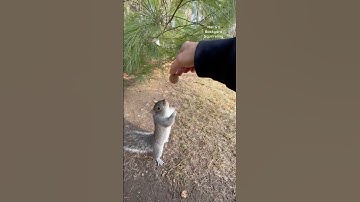A gray and a red squirrel catch a walnut!😯 #squirrelwhisperer #melgsbackyardsquirreling