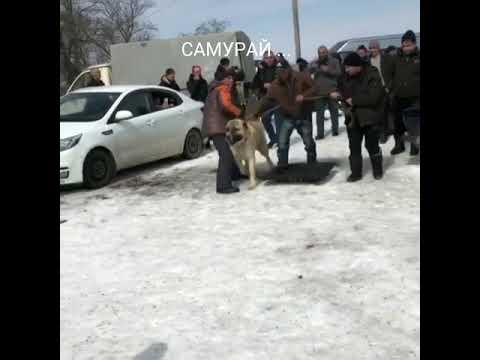 Самурай... Феноменальный Волкодав...