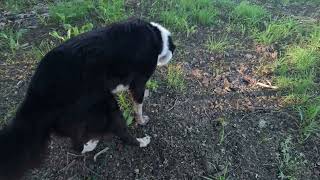 Bear@Landracefarmlgdrescue by Land Race Farm LGD Rescue 43 views 2 days ago 8 minutes, 33 seconds