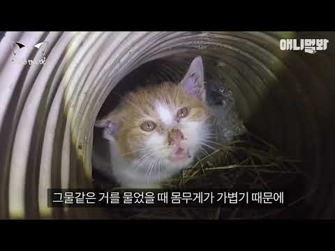 Video: Chú Mèo Bị Thương Trong đường Hầm Boston được Lính Tiểu Bang Giải Cứu