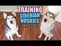 How To Train A Siberian Husky - 5 Easy Steps! の動画、YouTube動画。