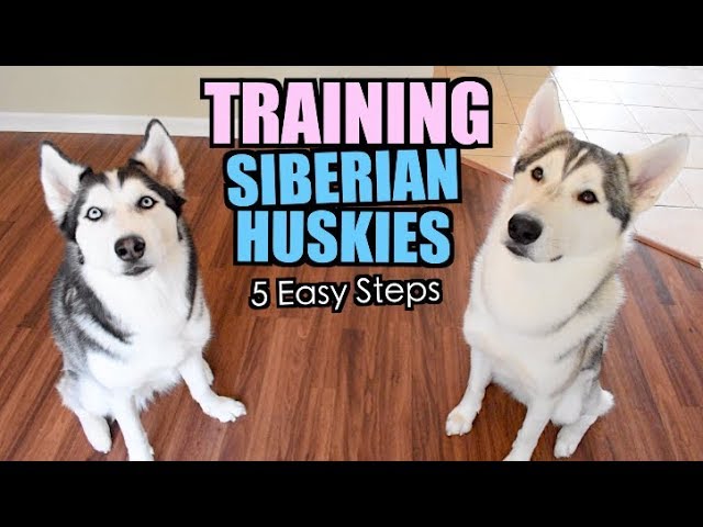 Best Siberian Husky Grooming Equipment