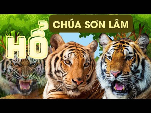 Video Hổ, Chúa Sơn Lâm - youtube