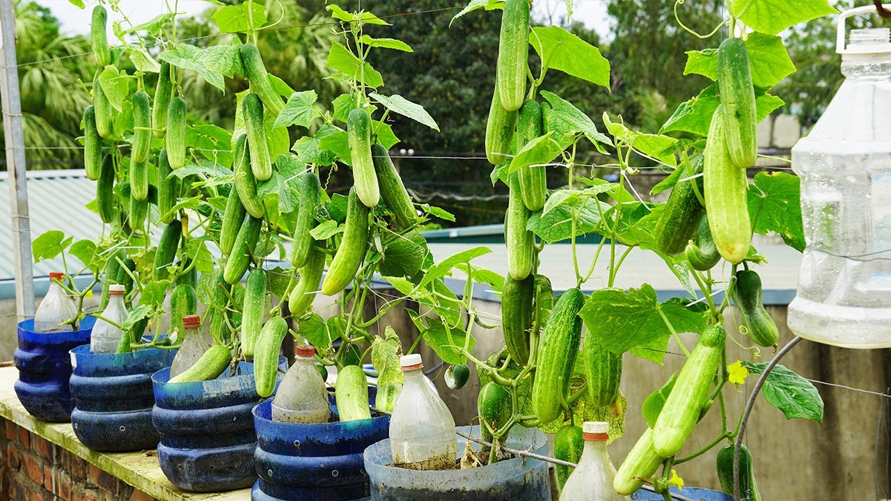 How To Grow Cucumbers In Plastic Bottles With Super Fruit, Fast For Harvest  - YouTube