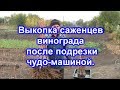 Выкопка саженцев винограда 2017