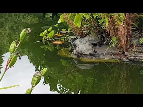 Meditating Turtles in the pond - British wildlife