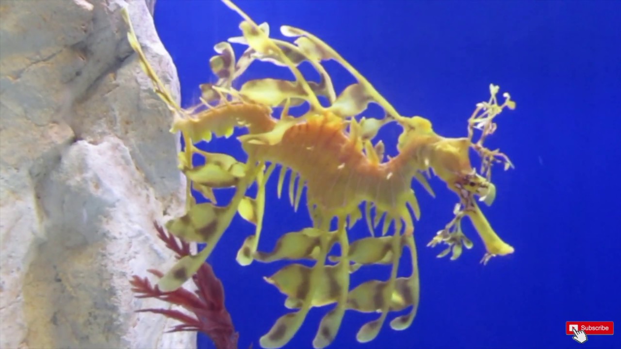 Japanese Spider Crab Leafy And Weedy Sea Dragon Youtube