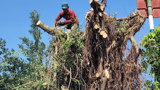 Cưa  cây  xanh  siêu  khủng lồ .Ở chợ mới An Giang .Cưa  cây  kỷ thuật cao