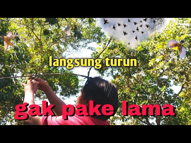 Burung susah turun biasanya mau turun jika pakai cara ini class=