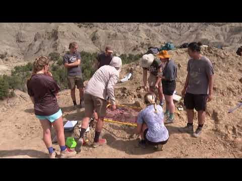 Video: Si gërmojnë paleontologët fosilet?