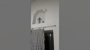 For All The Dogo Lovers On This Page This Is A Video Of My Room At La Cocha In Argentina Dogos 