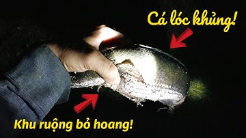 Cắm câu cá lóc ở khu ruộng bỏ hoang lâu năm/bất ngờ dính cá lóc khủng nửa đêm