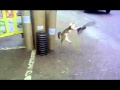 Cat Catches pigeon but gets run over :(