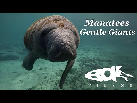 Swimming with Florida Manatees