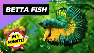 Betta Fish 🐠 The Best Pet Fish? | 1 Minute Animals