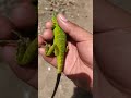 el baile de la iguana