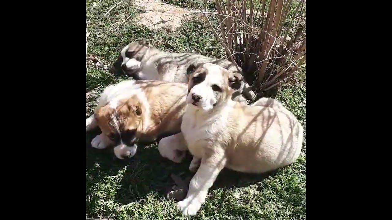 ماده خراسانی اصیل .khorasani breed dog in iran. #dog #سگ #dogs #iran