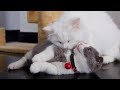 Kitten Coco Finds His Best Friend