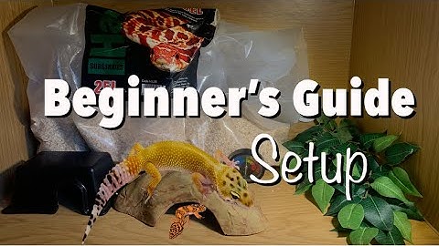 Simple Leopard Gecko Setup 2023-  Beginner’s Setup Guide