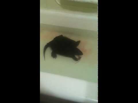 Donitella The Snapping Gangsta Girl Reptile Turtle Eats A Live Mouse In The Bathtub Part 2