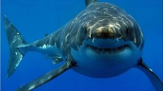 02 Неделя акул  Акулы ниндзя