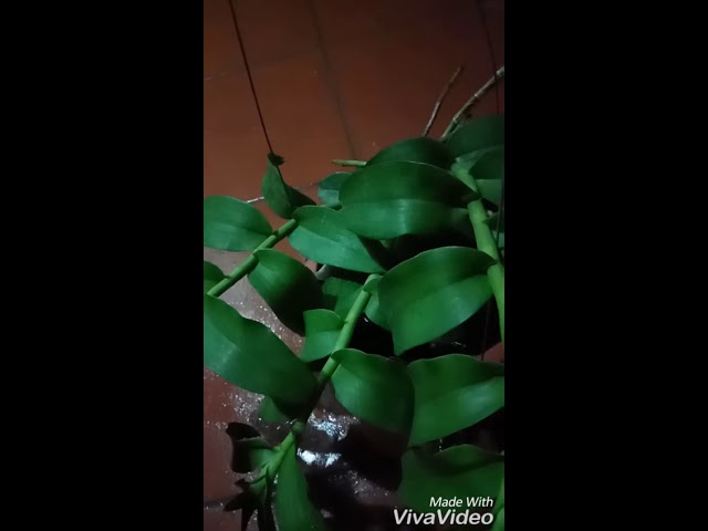 Phi điệp 5 cánh trắng mắt xước cực đẹp