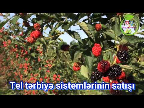 Video: Bağ qaragilələri: əkin və qulluq