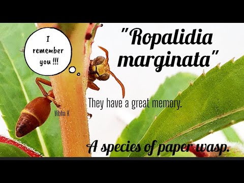 Ropalidia marginata" Paper wasp with a great memory  - YouTube