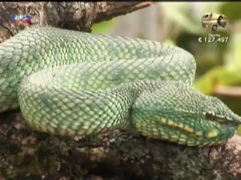 Vida Selvagem – A Floresta Tropical da Malásia