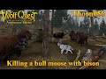 Killing a bull moose using bison  wolfquest anniversary edition