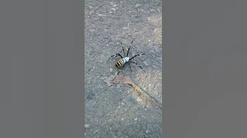 Летающий паук